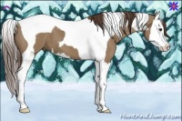 Horse Color:Liver Red Dun Splash Tobiano 