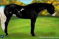 Horse Color:Buckskin Dun Splash Appaloosa 