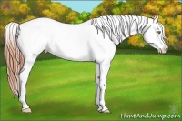 Horse Color:Amber Champagne Ice Appaloosa 