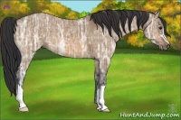Horse Color:Bay Ice Dun 