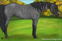 Horse Color:Blue Roan 