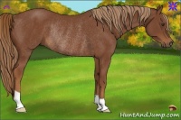 Horse Color:Chestnut Rabicano 