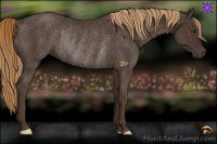 Horse Color:Liver Chestnut Rabicano