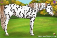 Horse Color:Liver Chestnut Leopard 