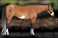 Horse Color:Bay Splash Frame  Brindle