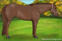 Horse Color:Chestnut 