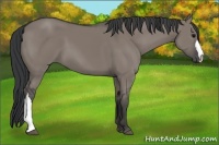 Horse Color:Grullo 