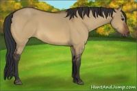 Horse Color:Bay Dun