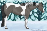 Horse Color:Grullo Splash Tobiano