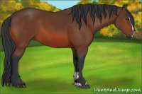 Horse Color:Bay Sabino 