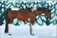 Horse Color:Bay Tobiano 