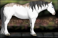 Horse Color:White Spotted Brown Dun Splash