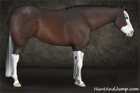 Horse Color:Bay Splash 