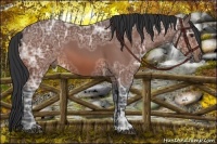 Horse Color:Bay Ice 