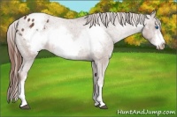 Horse Color:Chestnut Frame Appaloosa