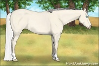 Horse Color:Silver Perlino Dun Rabicano 