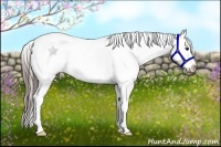 Horse Color:Blue Roan Appaloosa 