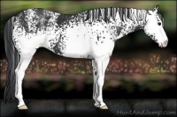 Horse Color:White Spotted Black