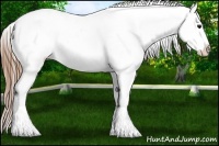 Horse Color:White Spotted Buckskin Appaloosa 