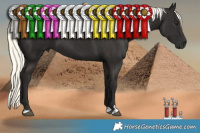 Horse Color:Liver Chestnut Mushroom 