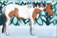 Horse Color:Bay Tobiano Rabicano 