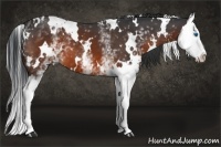 Horse Color:White Spotted Brown Splash