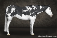 Horse Color:White Spotted Black Splash