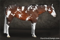 Horse Color:White Spotted Bay Splash