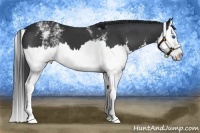 Horse Color:White Spotted Black Splash 