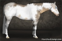 Horse Color:Buckskin Dun Frame 