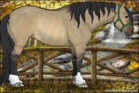 Horse Color:Brown Dun Rabicano