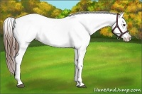Horse Color:Chestnut Blanket 