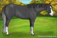 Horse Color:Smoky Blue Roan Splash 