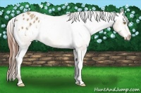 Horse Color:Amber Champagne Appaloosa 