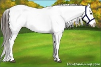 Horse Color:Liver Chestnut Sabino Blanket 