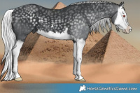 Horse Color:Silver Black Chinchilla Splash