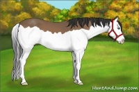 Horse Color:Buckskin Splash 