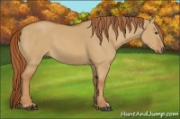 Horse Color:Red Dun