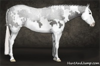 Horse Color:White Spotted Silver Black Splash 