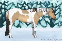 Horse Color:Buckskin Roan Dun Tobiano