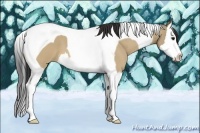 Horse Color:Bay Dun Splash Tobiano