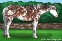 Horse Color:Bay Sabino