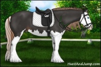 Horse Color:Liver Chestnut Sabino Splash 