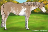 Horse Color:Palomino Sabino