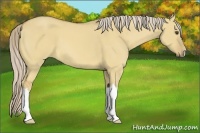 Horse Color:Palomino Dun 
