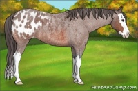 Horse Color:Bay Roan Sabino Splash Appaloosa