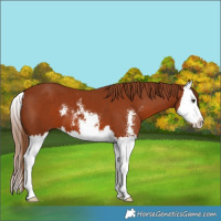 Horse Color:Chestnut Sabino Splash 