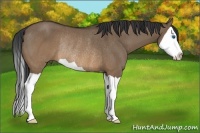 Horse Color:Brown Dun Splash Rabicano