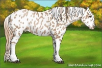 Horse Color:Black Pearl Appaloosa Rabicano 