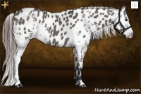 Horse Color:White Spotted Grullo Appaloosa Rabicano